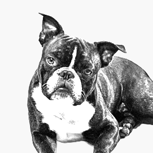Bild Tührsteher/Haus Clownneu von design-senses Herr Leopold-Französische Bulldogge